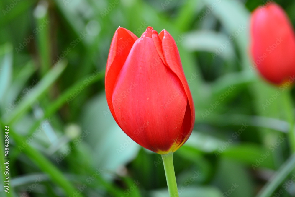 A proud Red Tulip standing alone