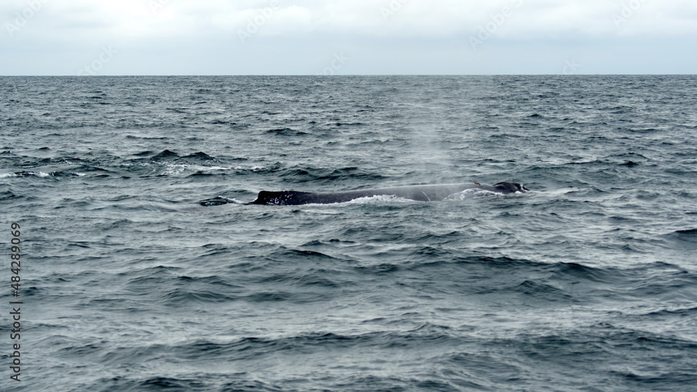 Dorsal fin of a humpback whale in Machalilla National Park, off the coast of Puerto Lopez, Ecuador