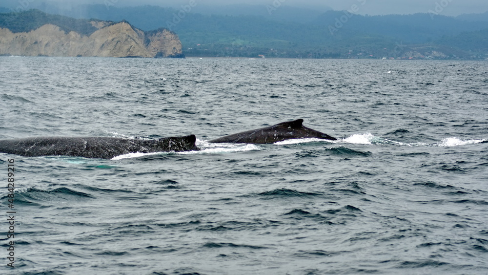 Fototapeta premium Humpback whales in Machalilla National Park, off the coast of Puerto Lopez, Ecuador