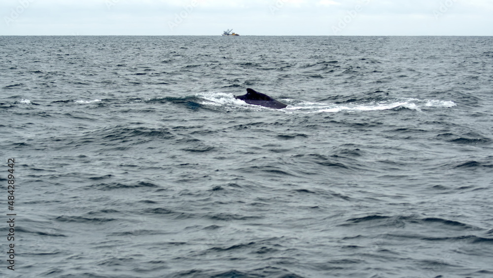 Dorsal fin of a humpback whale in Machalilla National Park, off the coast of Puerto Lopez, Ecuador Dorsal fin of a humpback whale in Machalilla National Park, off the coast of Puerto Lopez, Ecuador