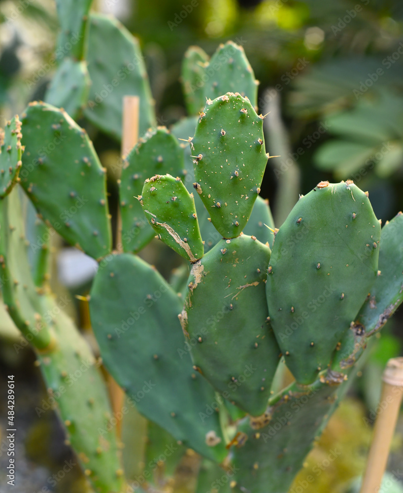 Small growing cactus Opuntia sp. close up Small growing cactus Opuntia sp. close up