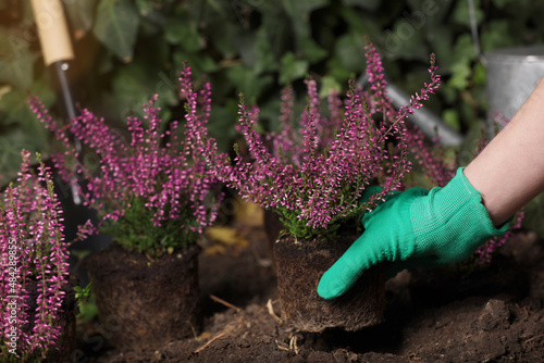 Woman planting flowering heather shrub outdoors, closeup photo