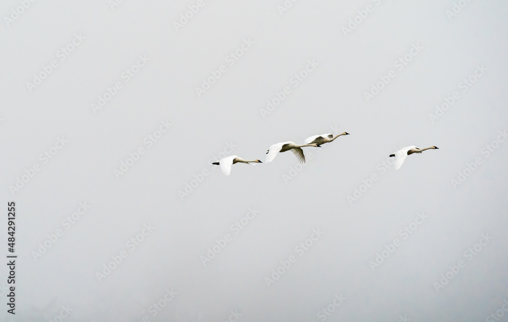 Swans Fly in Ridgefield National Wildlife Refuge, Washington State