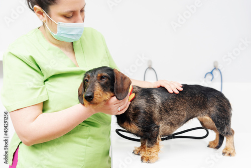 Dachshund breed dog on the examination table of a veterinary clinic. Dog being examined by female veterinary doctor. health and pet care.