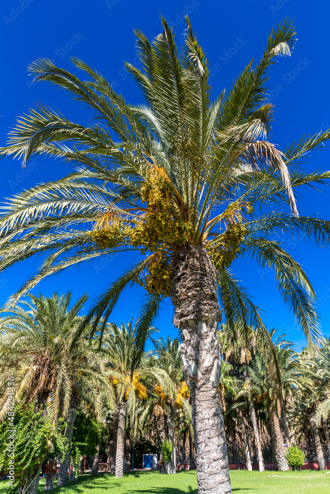 Palmen, Jandia, Fuerteventura, Kanarische Inseln, Spanien, Europa
