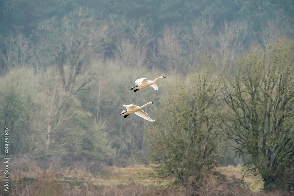 Fototapeta premium Flying Swans in Ridgefield National Wildlife Refuge, Washington State