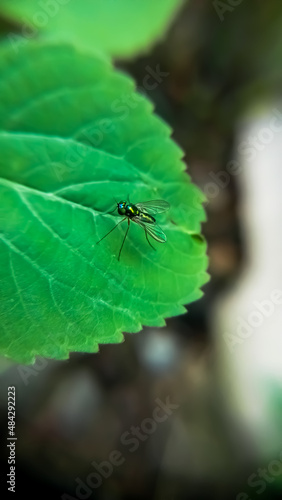 Macro shot of green mosquito © Andi Yarko