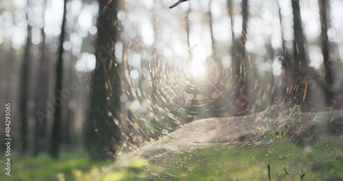 Close-up of a white spider web spreading between branches in a forest, the glow of the morning rising sun, the rays illuminate nature photo