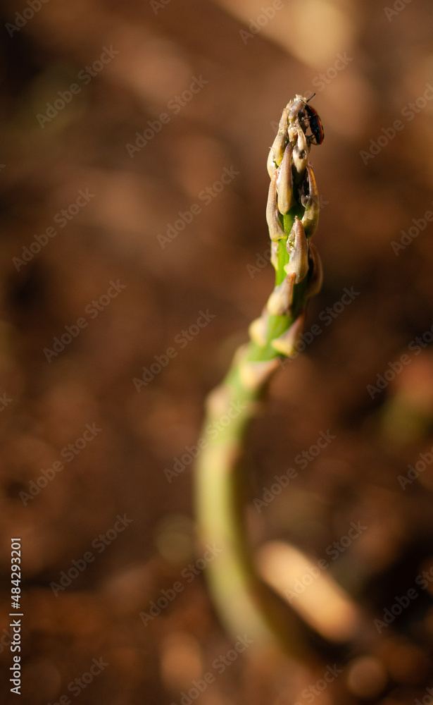Obraz premium Beetle on Asparagus