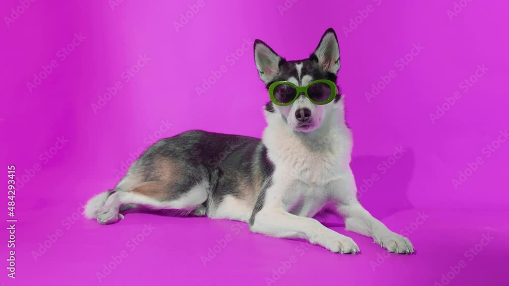 A young husky poses with sunglasses in the studio on a pink background A young husky poses with sunglasses in the studio on a pink background