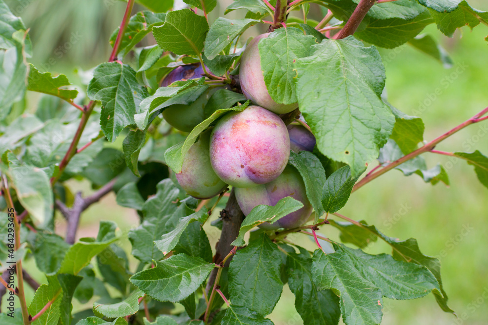 Red organic plums on the tree. Close-up