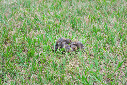 Lawn contaminated by dog feces. Irresponsible management of pet waste.