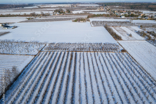 Apple orchards covered with snow, Rogow village in Lodz Province of Poland