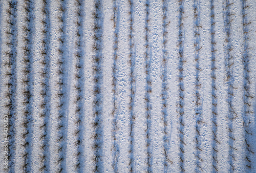 Drone photo of apple orchards covered with snow, Rogow village in Lodz Province of Poland