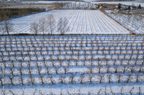 Apple orchards covered with snow, Rogow village, Lodz Province of Poland