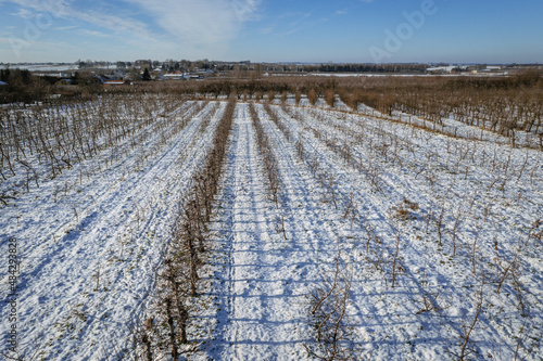 Trees in apple orchards covered with snow, Rogow village, Lodz Province of Poland