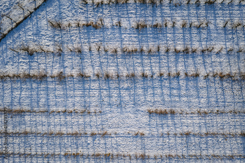 Drone high angle photo of apple orchards covered with snow, Rogow village, Lodz Province of Poland