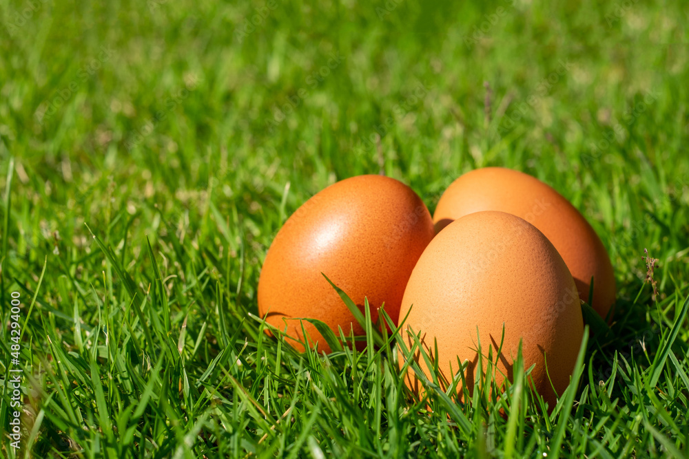 Eggs on green grass in the morning sun. Eggs on green grass in the morning sun.