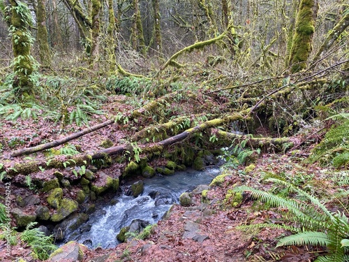 Overlooking a Creek in the Woods