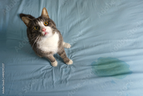 Cat sitting near wet or piss spot on the bed. Cat peeing or urinating on bed at home. Bad cat behaviour