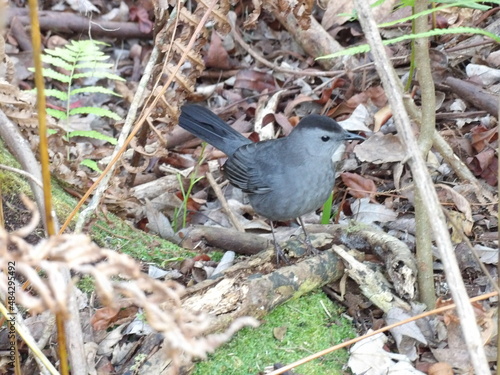 Catbird on a branch photo