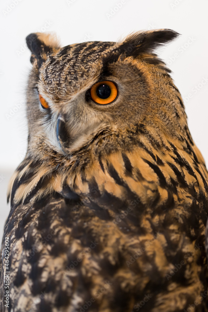 可愛いシベリアワシミミズクの顔アップ写真 可愛いシベリアワシミミズクの顔アップ写真