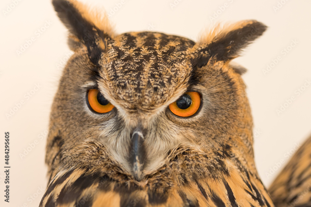 Fototapeta premium 可愛いシベリアワシミミズクの顔アップ写真