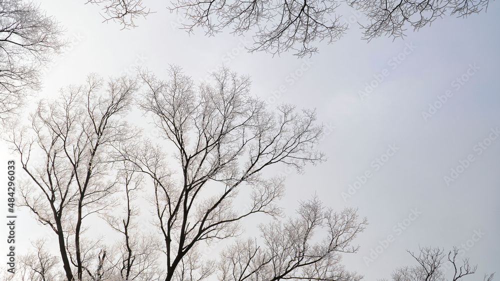 The silhouette of the frosted tree. The silhouette of the frosted tree.