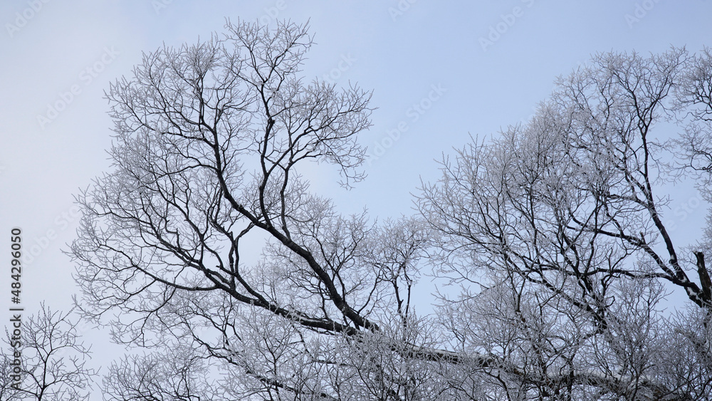 The silhouette of the frosted tree.