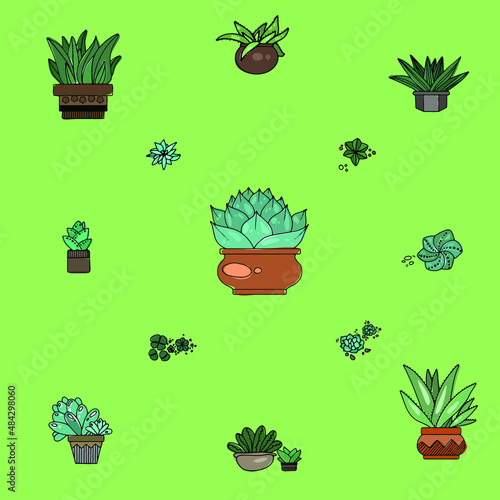 illustration of cactus and succulents potted home flowers