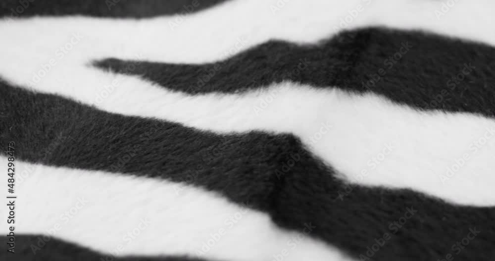 Zebra fur fabric close-up. Animal print black and white background, striped wool textile. Handmade, fashion design and tailoring concept. Zebra fur fabric close-up. Animal print black and white background, striped wool textile. Handmade, fashion design and tailoring concept.