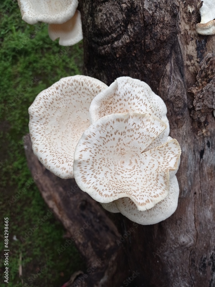 mushroom on a tree mushroom on a tree