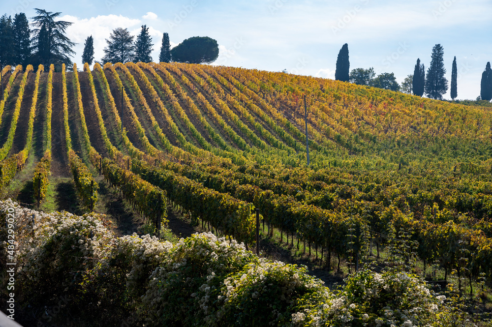 Chianti vineyards on hills near Siena, Tuscany, Italy