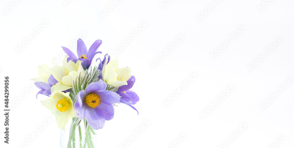 Obraz premium A bouquet of spring flowers, snowdrop or lumbago on light background. Copy space horizontal frame