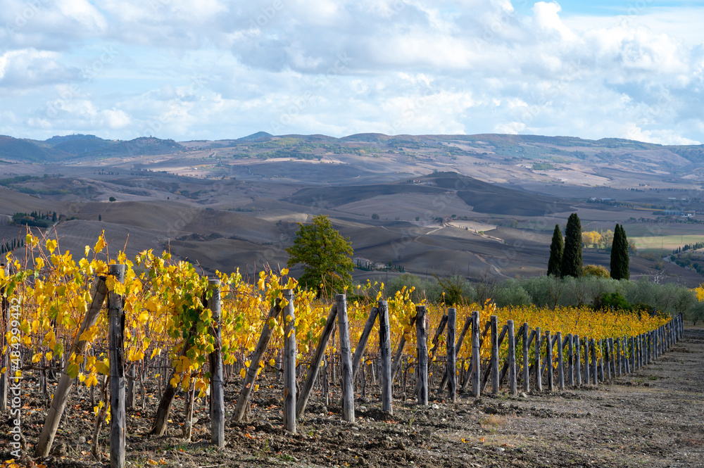 Bagno Vignoni, autumn on vineyards, Tuscany, rows of yellow grape plants after harvest, Italy