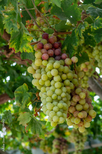 Wallpaper Mural Bunches of white-pink sweet seedless table grapes ripening on vineyars of Cyprus Torontodigital.ca