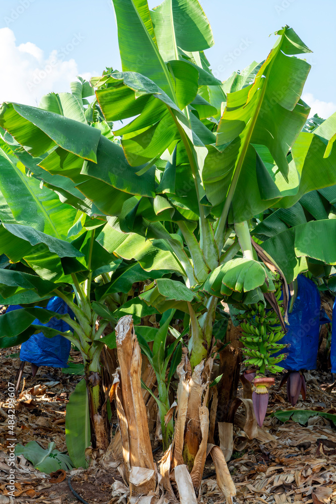 Obraz premium Banana trees plantations with clusters of green bananas fruits near Paphos, Cyprus.