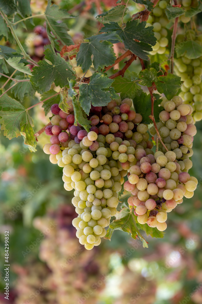 Bunches of white-pink sweet seedless table grapes ripening on vineyars of Cyprus Bunches of white-pink sweet seedless table grapes ripening on vineyars of Cyprus