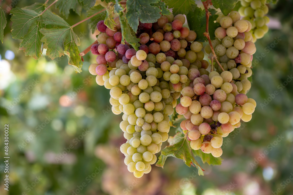 Bunches of white-pink sweet seedless table grapes ripening on vineyars of Cyprus Bunches of white-pink sweet seedless table grapes ripening on vineyars of Cyprus