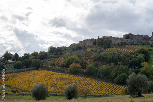 Walking on hills near Castelnuovo dell'Abate, Montalcino, Tuscany, Italy. Tuscan landscape with cypress trees, vineyards, forests and olive trees in autumn.