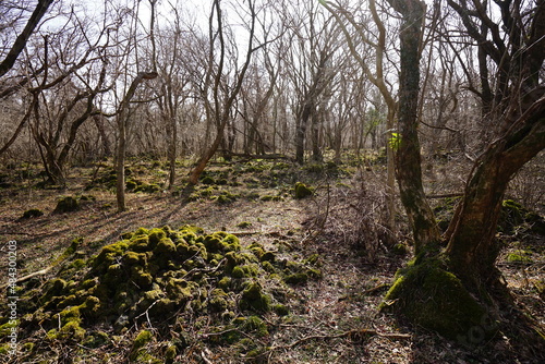 dreary winter forest with mossy rocks and bare trees