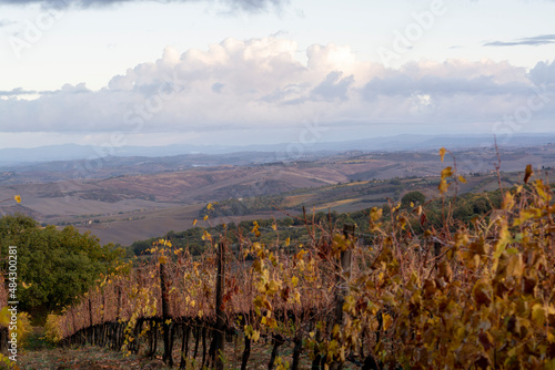 Autumn on vineyards near wine making town Montalcino  Tuscany  rows of grape plants after harvest  Italy