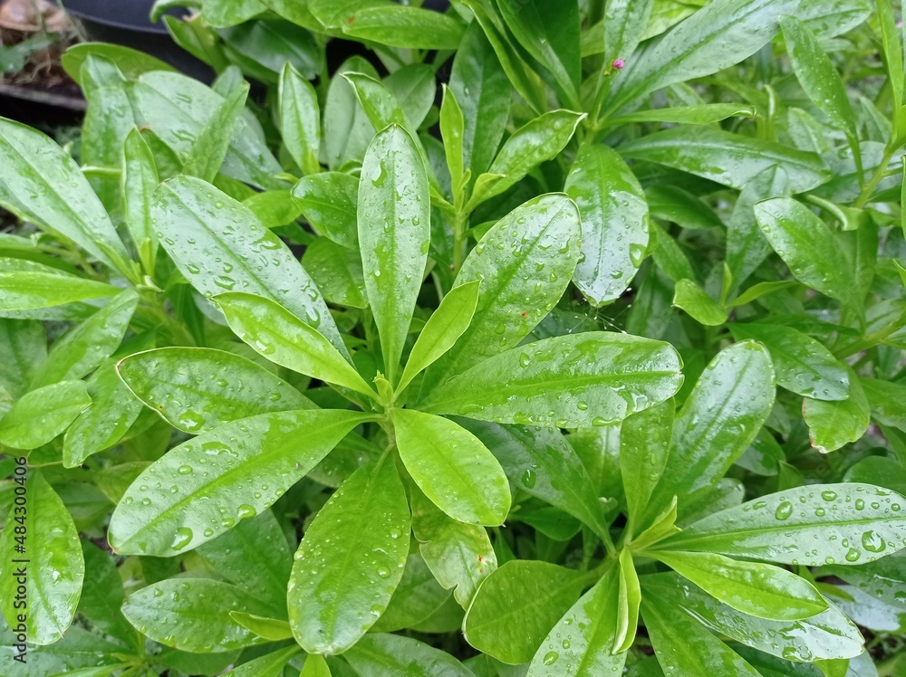 mint leaves in the garden mint leaves in the garden