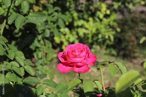 roses blooming in the rose garden