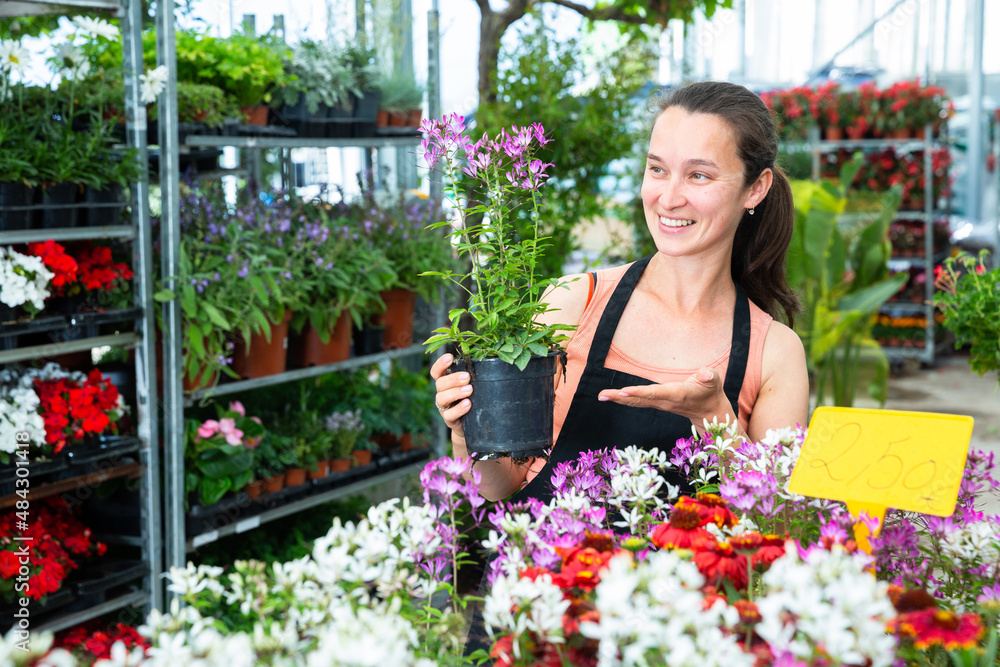Cheerful young woman glasshouse store worker holding garden flowers in flowerpots