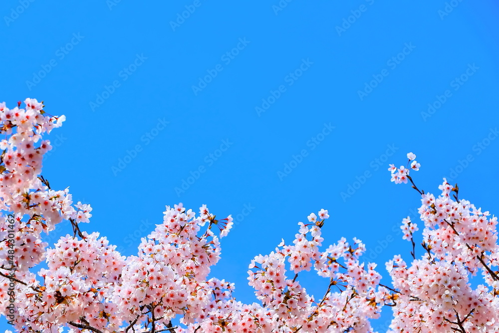 快晴の青空と満開のソメイヨシノ