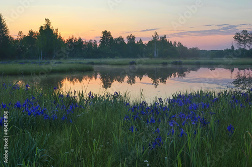 Magic of dawn over the lake. Wild irises ( Iris laevigata ) blossom. Khabarovsk region, far East, Russia.