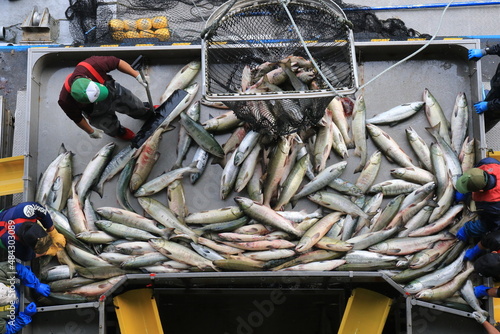 【北海道】秋鮭の水揚げ（北海道ウトロ漁港）