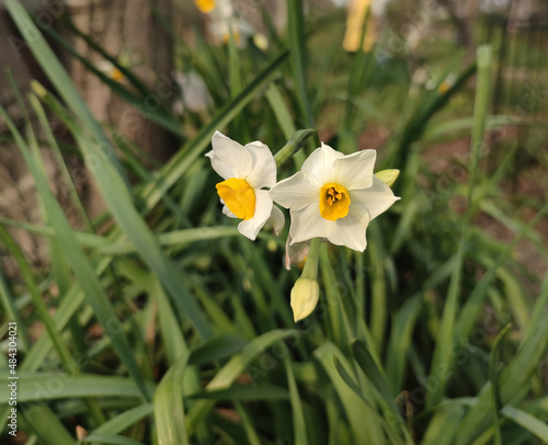 small white daffodil flower with yellow stamens blossom in the field