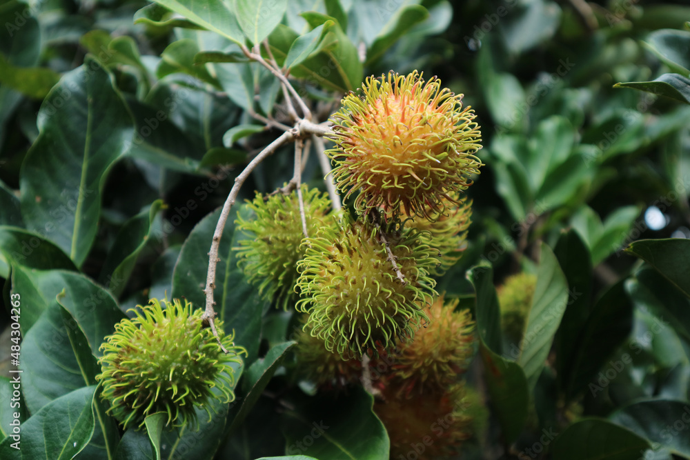 Unripe rambutan fruit on the tree. Nephelium lappaceum yellow tropical southeast asia fruit.